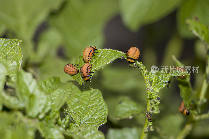 Leptinotarsa decemlineata。